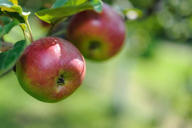 coltivazioni frutta arezzo