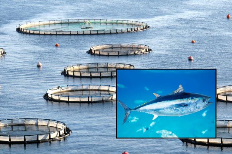 allevamento tonno rosso2