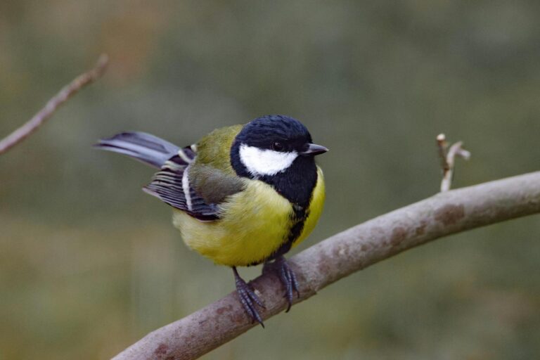 Cinciallegra processionaria