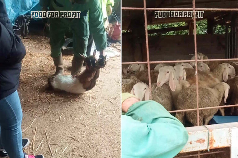 Food for Profit inchiesta