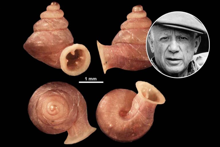 Anauchen picasso