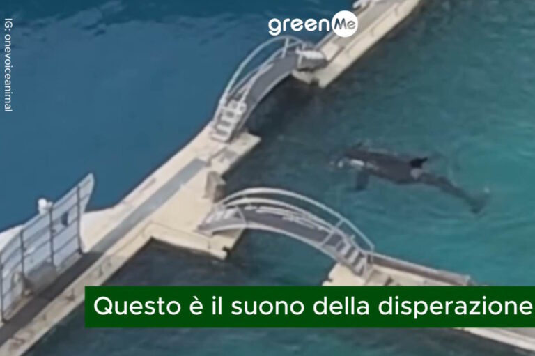 orche parco acquatico marineland petizione