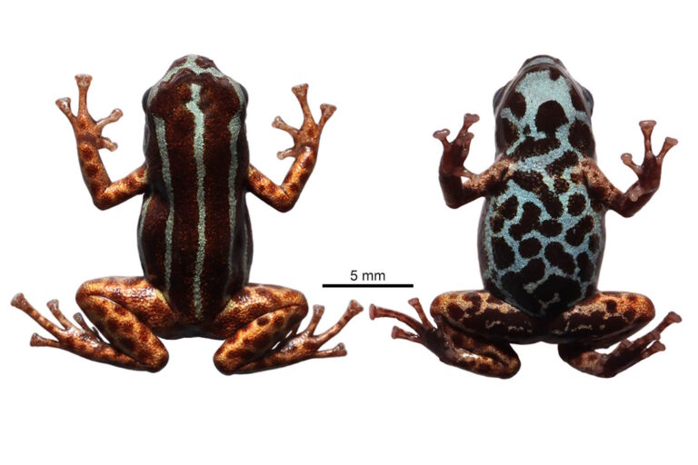 nuova rana freccia minuscola amazzonia