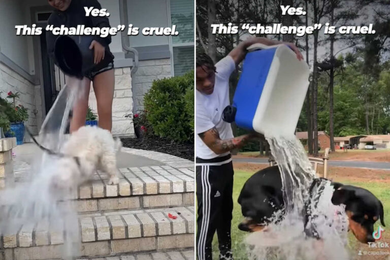 Ice Bucket Challenge cani