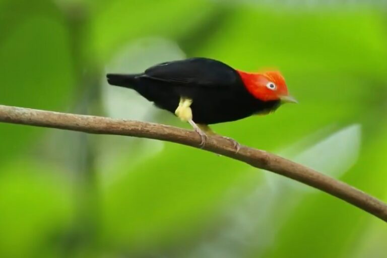 Uccello Michael Jackson