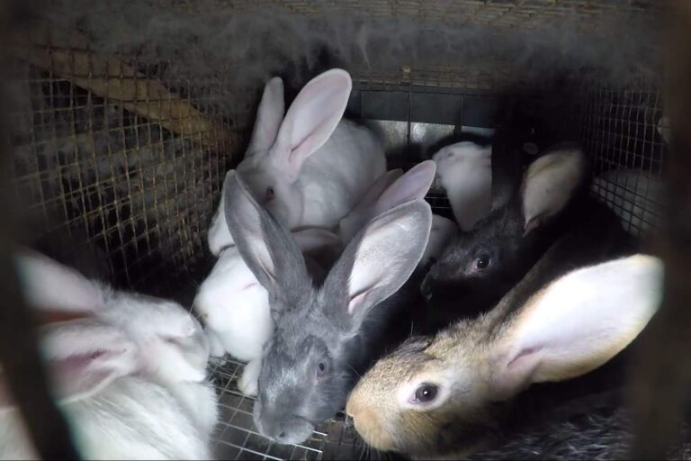 Chiuso allevamento conigli