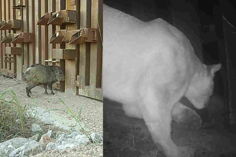 Animali_bloccati_muro_Arizona