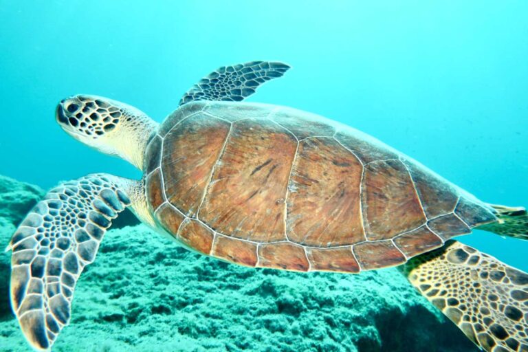 tartarughe marine
