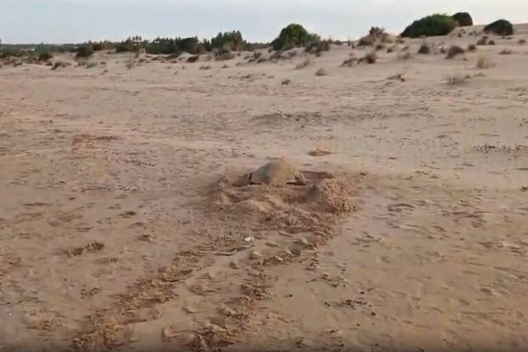 Wat geweldig! Er zijn drie nieuwe mariene schildpadnesten op Sicilië (en nu zijn er zes nesten op het eiland)						


