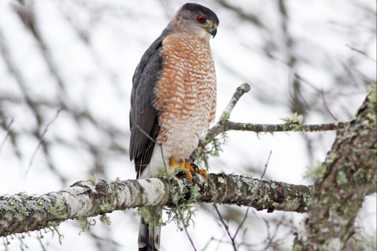 sparviere di cooper che usa il semaforo per cacciare