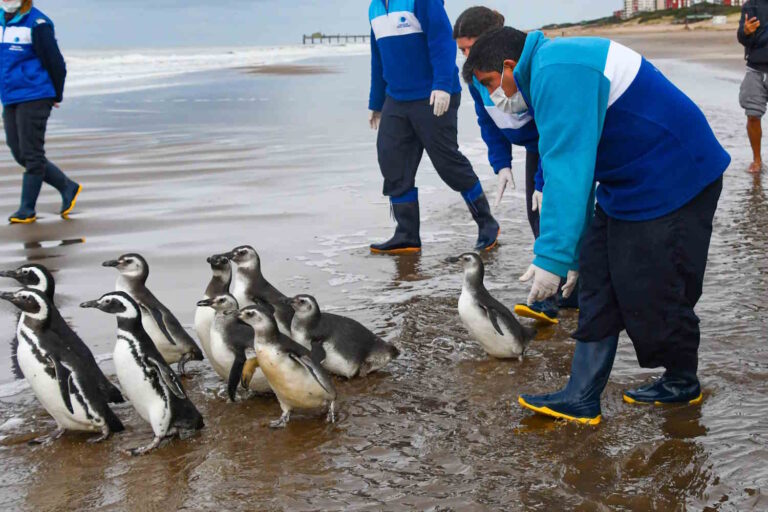 pinguini argentina
