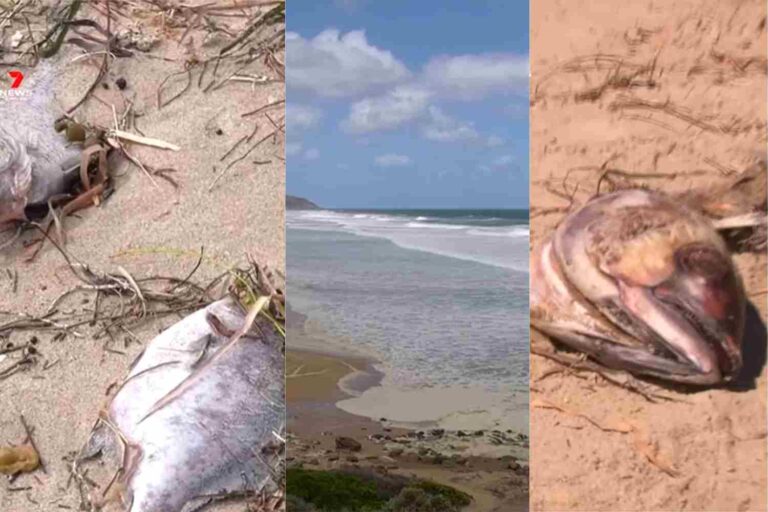 Pesci_morti_Australia_alga_tossica