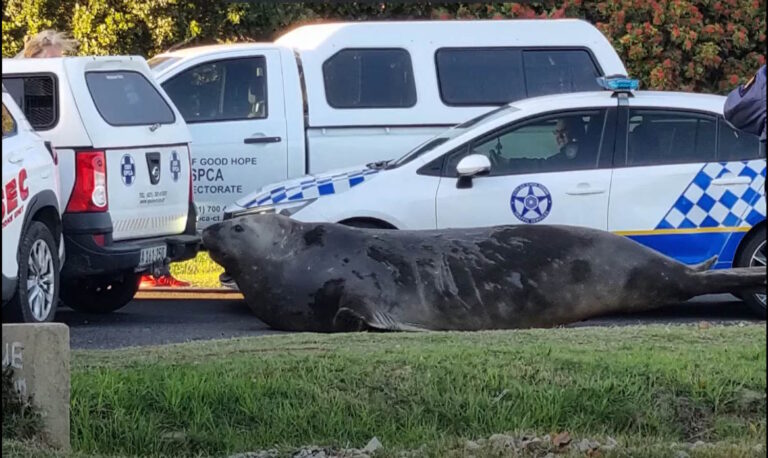 Het is geen video gemaakt met kunstmatige intelligentie, een mariene olifant ruikt echt in een woonwijk in Zuid -Afrika
