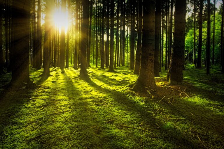 alberi comunicazione eclissi solari