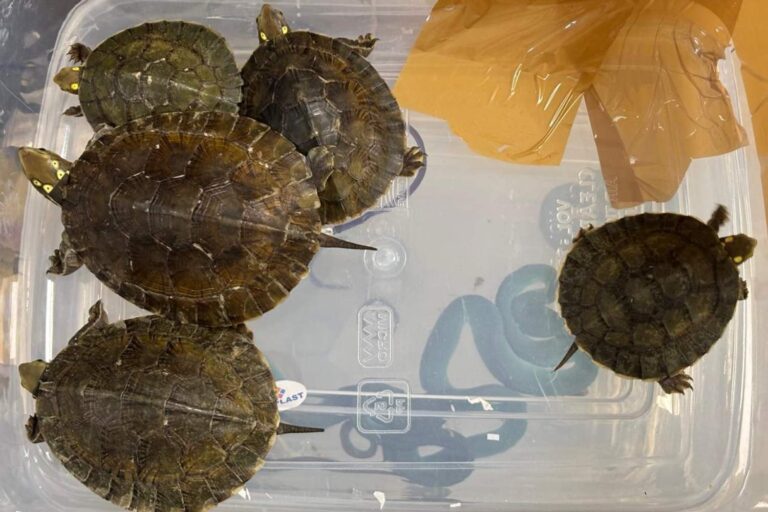 Contrabbando aeroporto