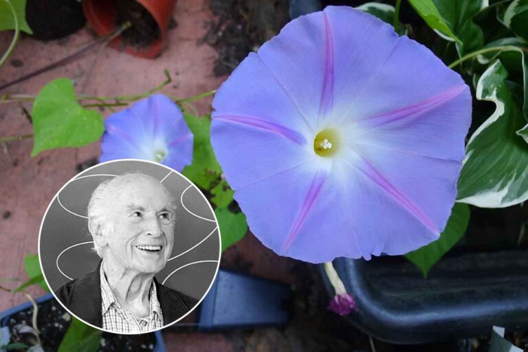 Morning Glory e Albert Hofmann