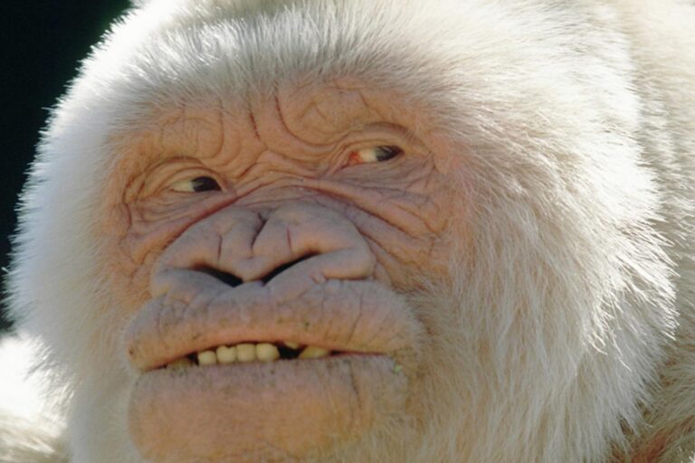 Gorilla albino