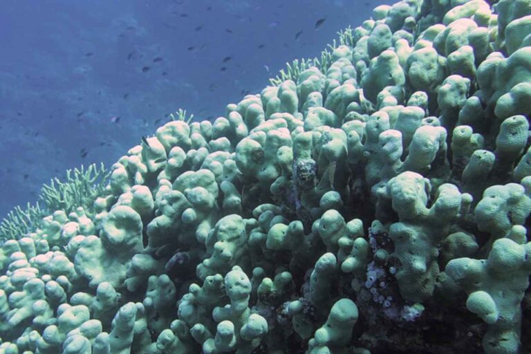 Corallo Pavona Clavus