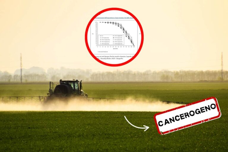 glifosato cancro