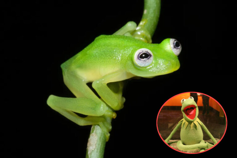 Rana muppet