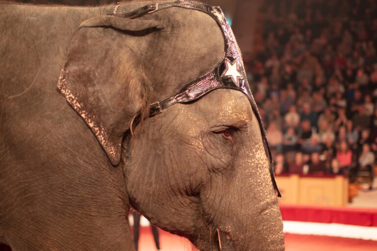 basta animali nei circhi legge rinviata