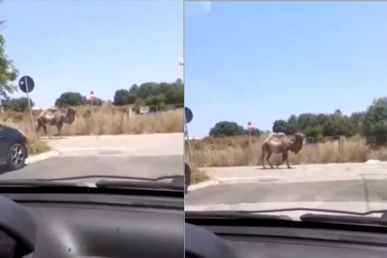 cammello circo puglia