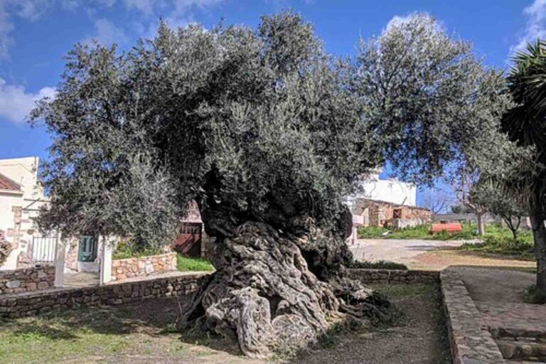 Ulivo di Vouves
