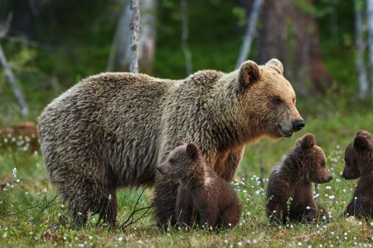 orso cuccioli