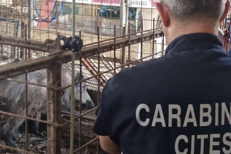 Ontvoering van het ongeëvenaarde toevluchtsoord van de laatste: wat is er met de dieren gebeurd?
