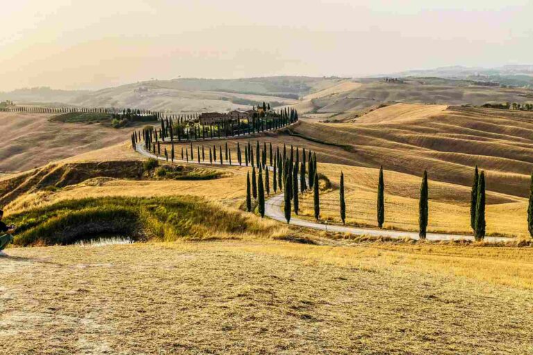 Cipressi