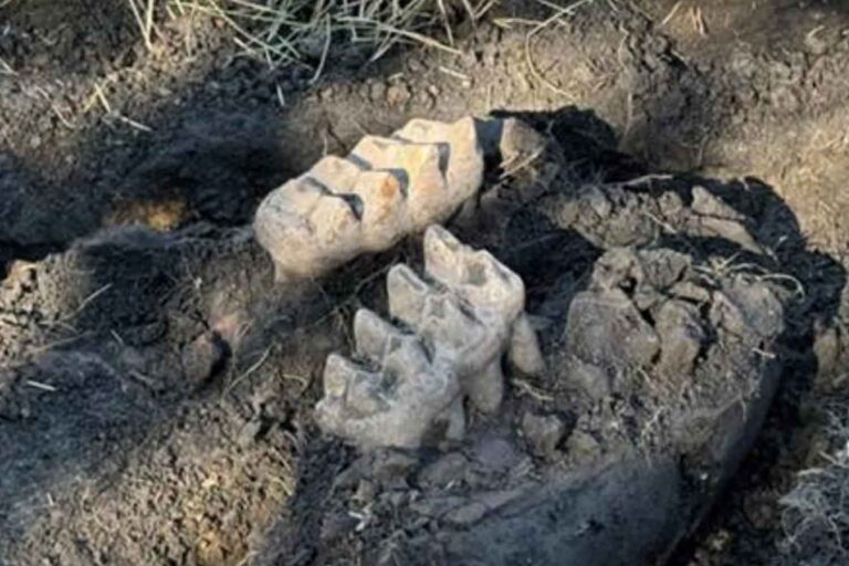 Mandibola completa di mastodonte rinvenuta nella contea di Orange, New York State Education Department