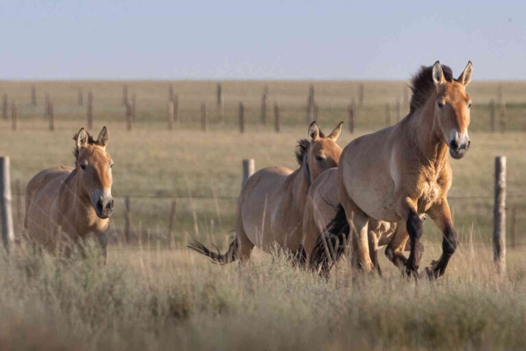 Van de dierentuin tot de bevrijding in de steppe: de terugkeer van wilde paarden naar Kazachstan na meer dan 200 jaar
