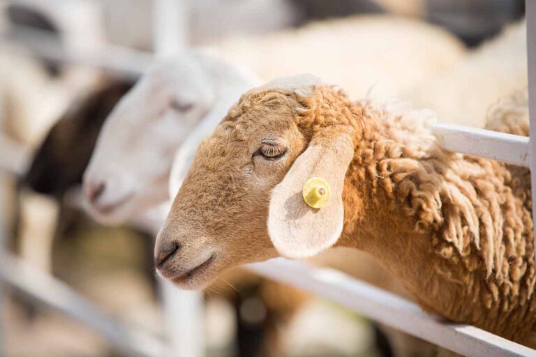 pecore allevamento