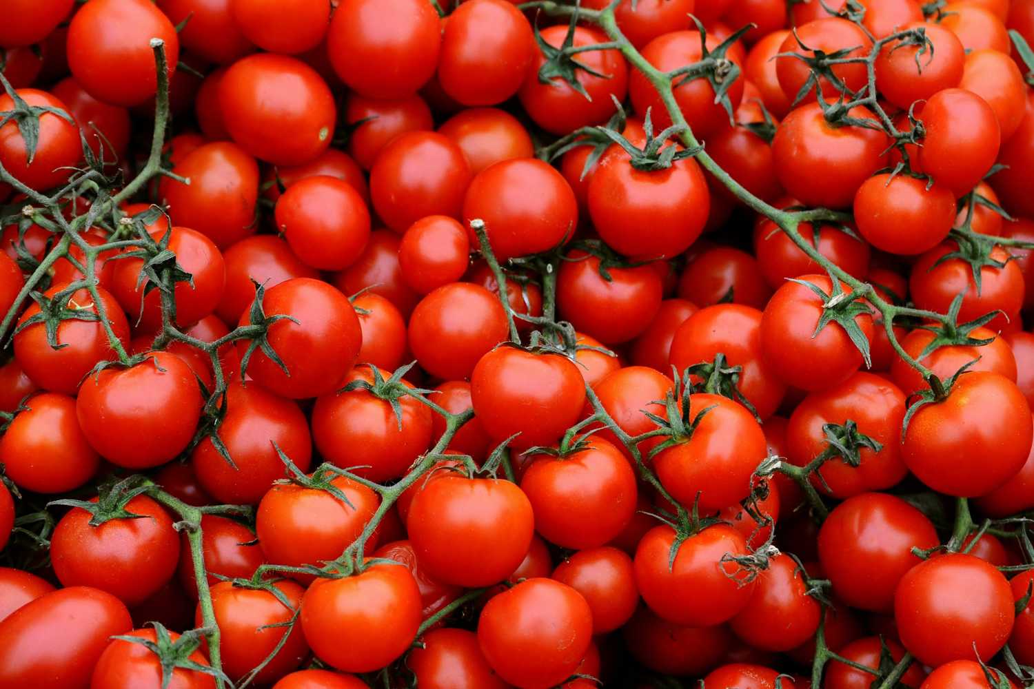 tomaten