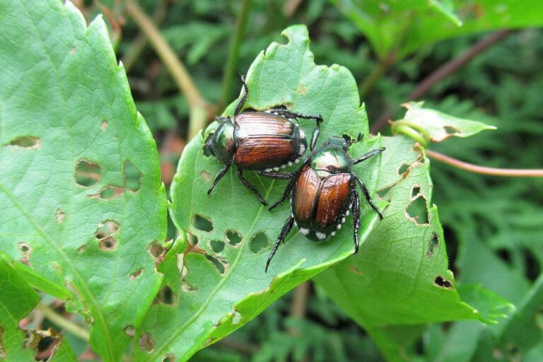 popillia japonica