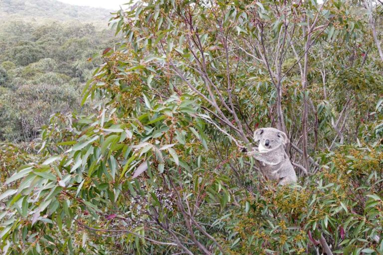 koala