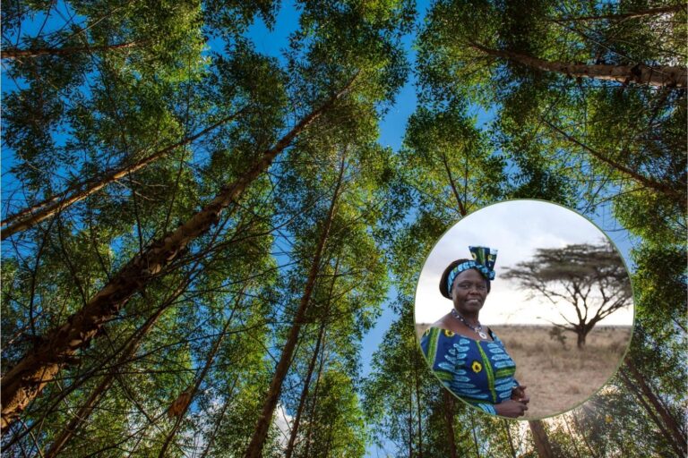 alberi africa