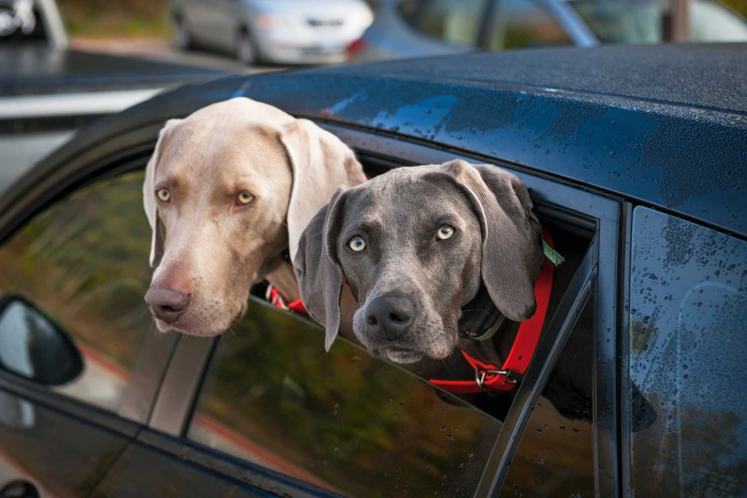 Gesloten hond 3