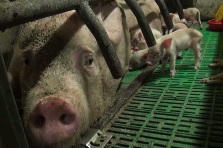 suini allevamento