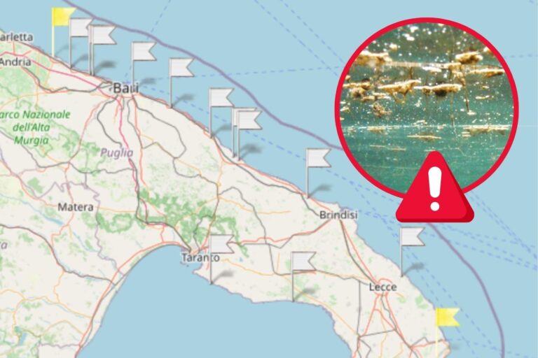 alga tossica puglia