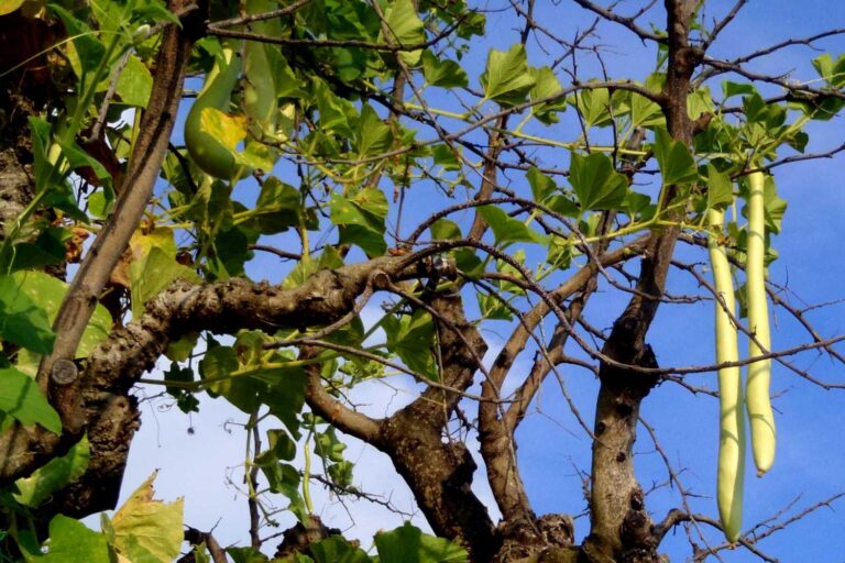 Lagenaria longissima