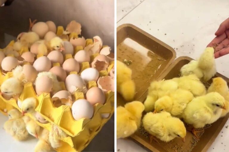 pulcini da cartone uova