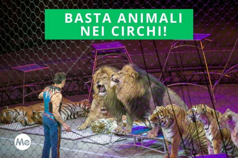 animali circhi