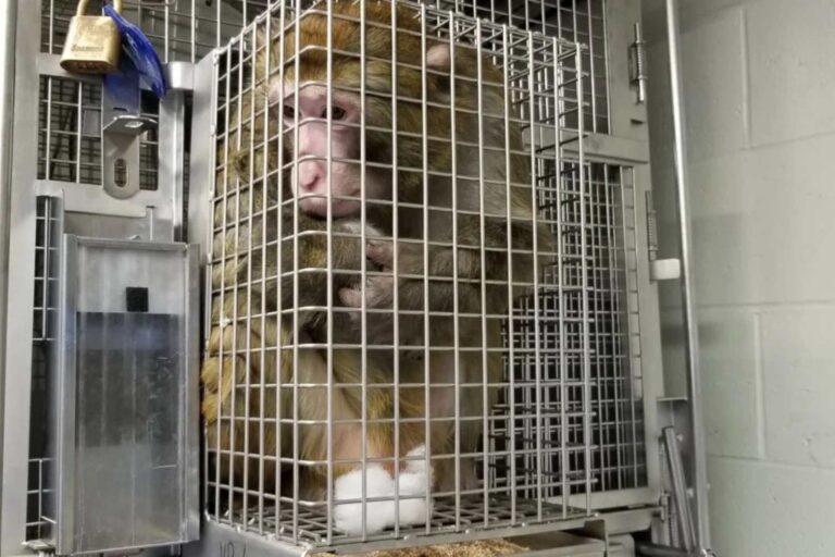 scimmia gabbia video peta