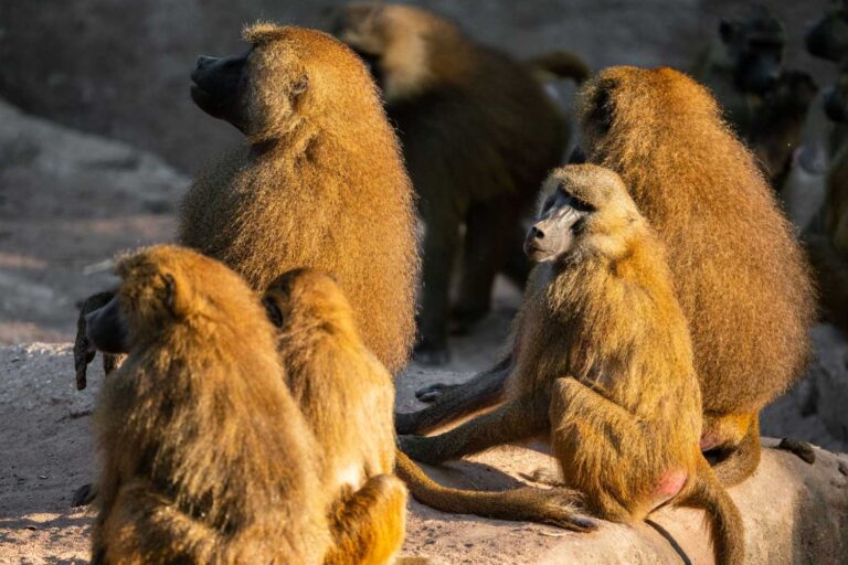 Babbuini zoo Norimberga