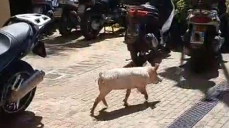 Drie varkens die een vrachtwagen ontvluchten, nemen toevlucht in de kantoren van de regio Sicilië geweldig iedereen (maar voor hen geen gelukkig einde)
