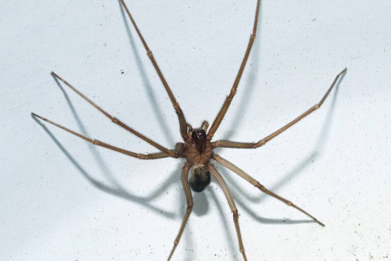 4 -jaar -oude jongen in vioolspider -necrose: weet je hoe je je moet gedragen in het geval van bijten (en wat niet te doen)?
