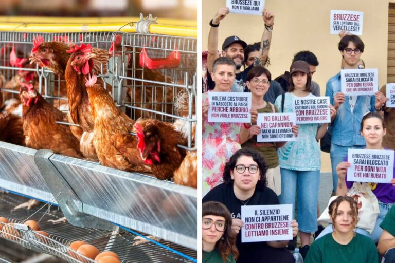 no allevamento galline arborio