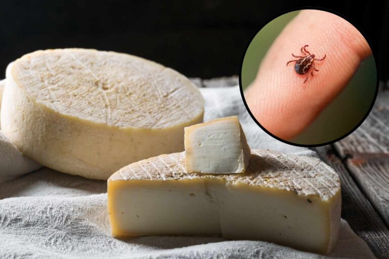 formaggi malattia zecche