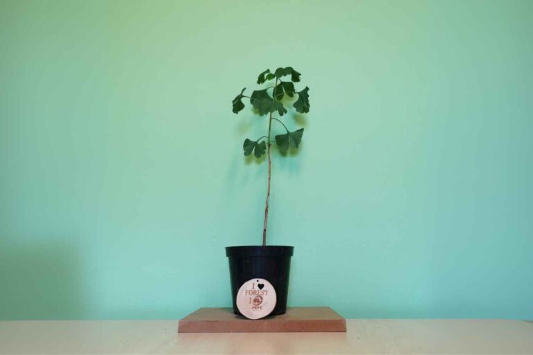 alberi hiroshima